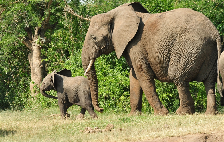 African elephants, Uganda CREDIT: Julie Larsen Maher/WCS